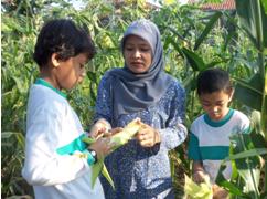 050412_hany_panen_jagung